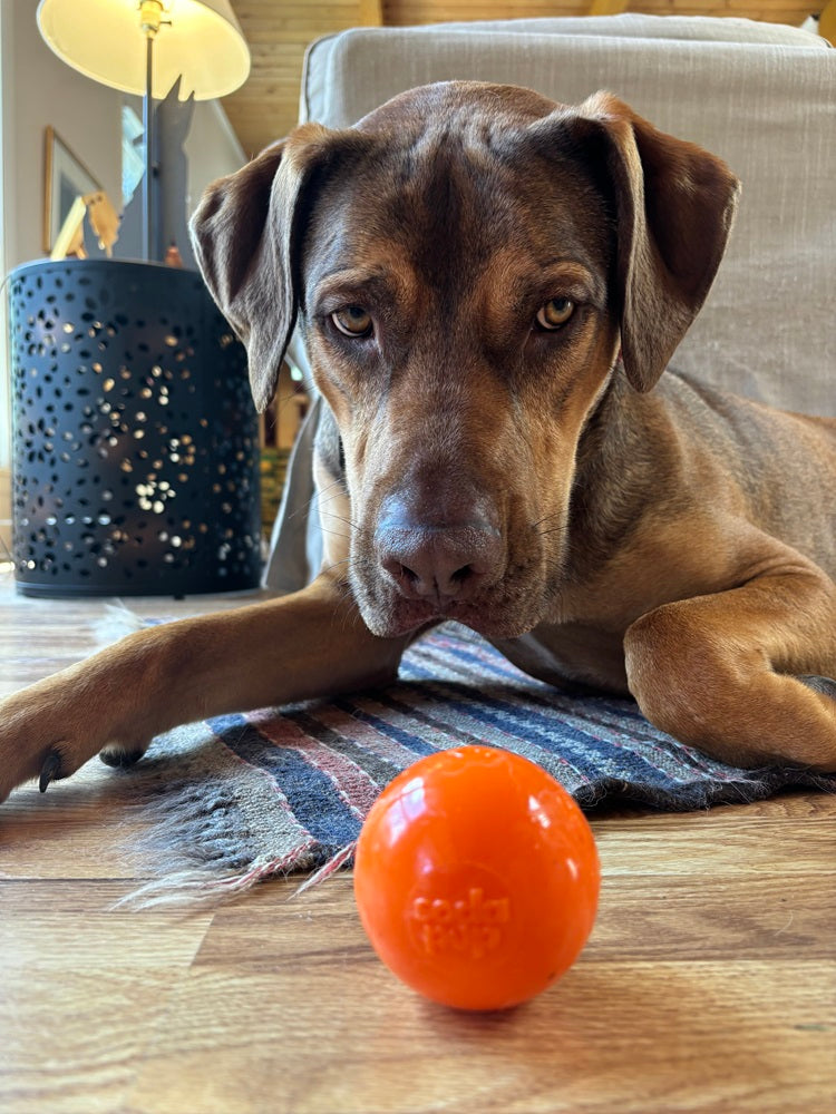 SodaPup PUP-X Squeak Ball